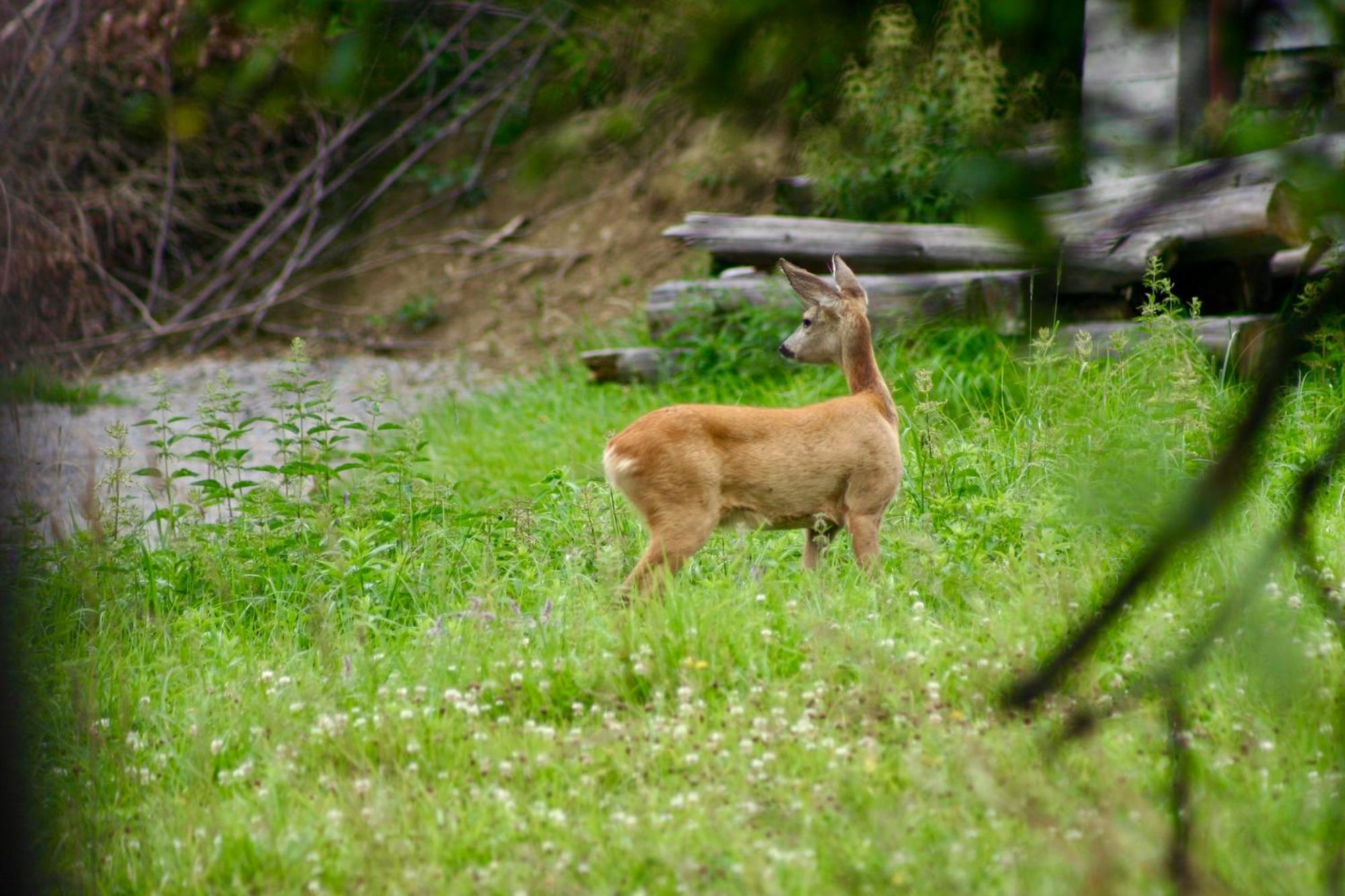 Black Deer - Z Sauna Na Tarasie, Jacuzzi I Widokiem Na Gory - By Deer Hills Luxury Apartments Kocon Exterior photo